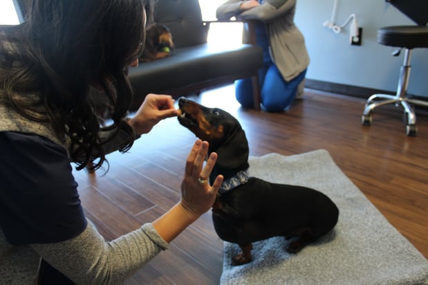 Images CityVet | Frisco