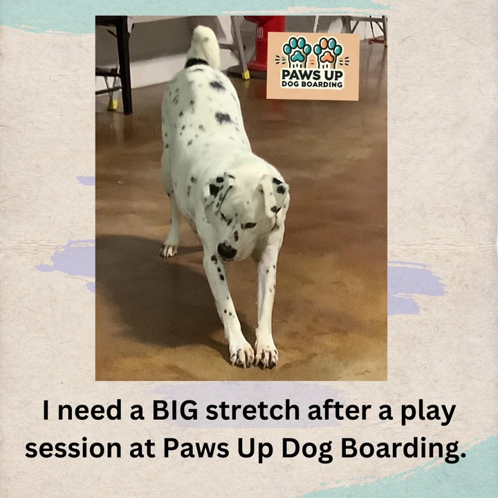 Images Paws Up Daycare & Boarding