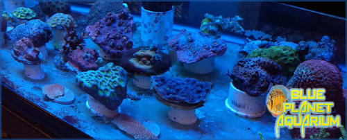 Images Blue Planet Aquarium Reefs and Reptiles