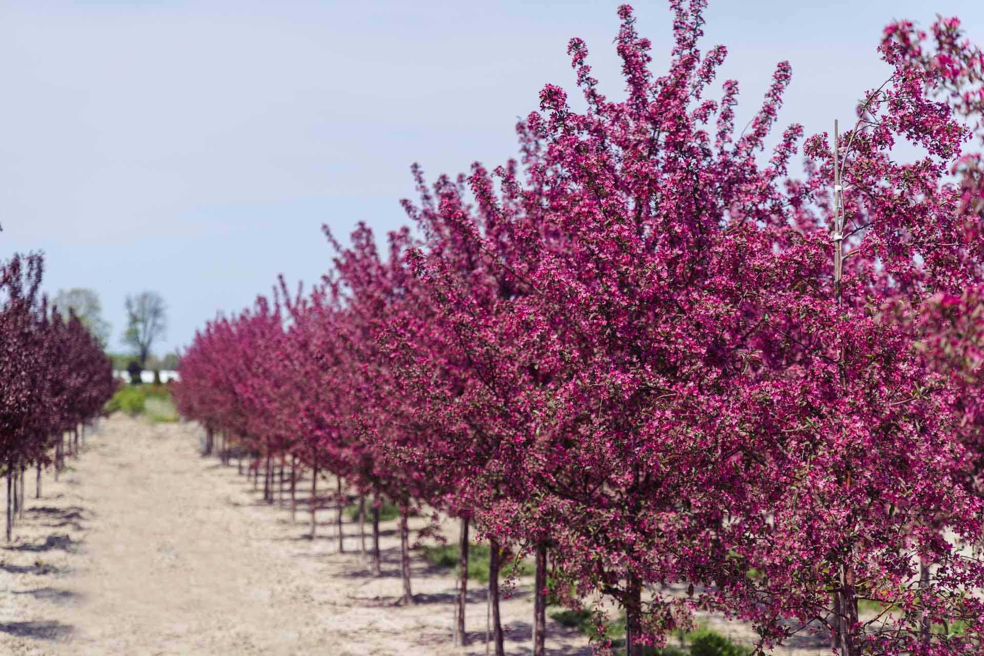 Purple Prince Crabapple Trees