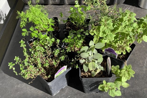 Images The Herb Cottage