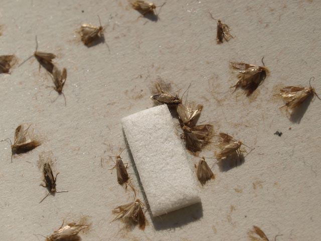 Fotos de Hormigas Verdes DDD