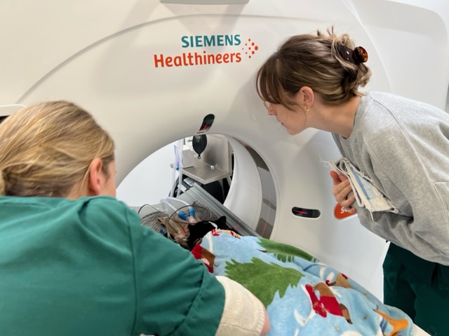 Images Streatham Hill Veterinary Surgery