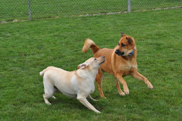 Images Leesport Pet Resort