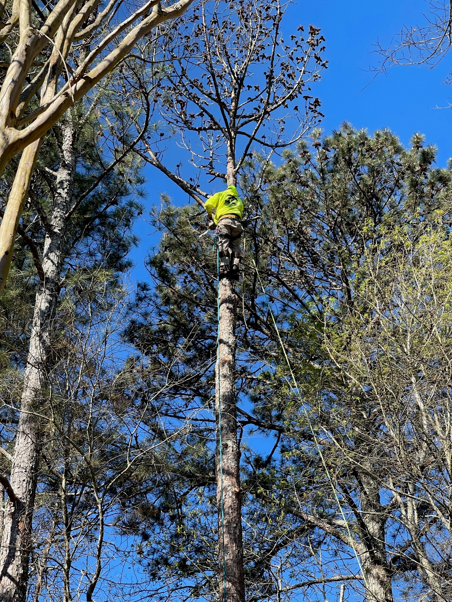 Enhance the appearance and health of your trees with our professional tree trimming services, promoting growth and reducing the risk of damage.