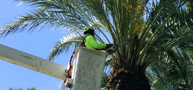 Images Newbury Park Tree Service