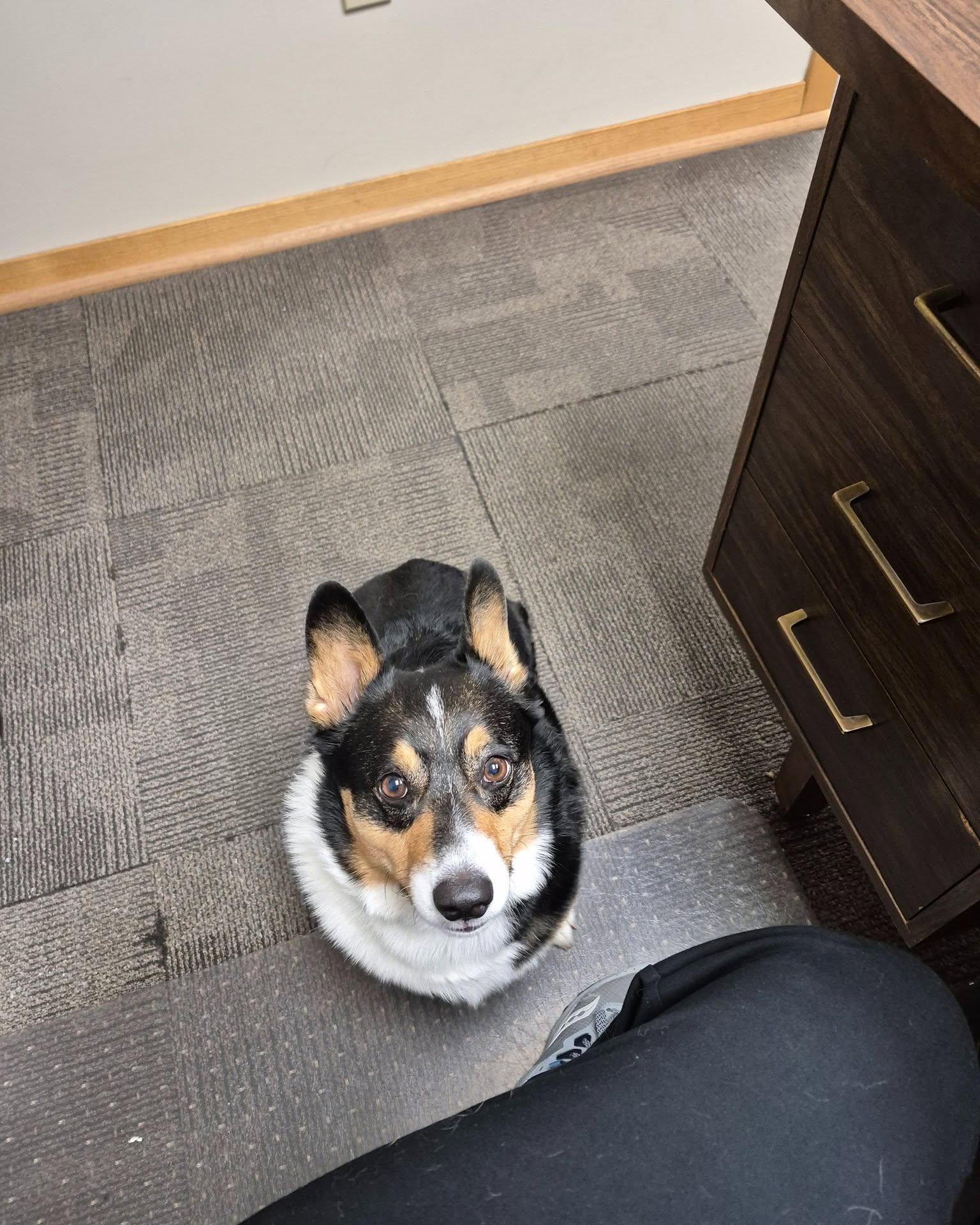 Today is National Corgi Day, and we have the perfect pup to celebrate. Meet Basil, a 5-year-old tri-color corgi owned by Heather and her husband. Basil is full of energy, loves spending time with his humans, and always brings plenty of personality wherever he goes. He enjoys relaxing when the mood strikes, but if you show up with a treat, you just might earn some attention from him. Happy National Corgi Day, Basil!