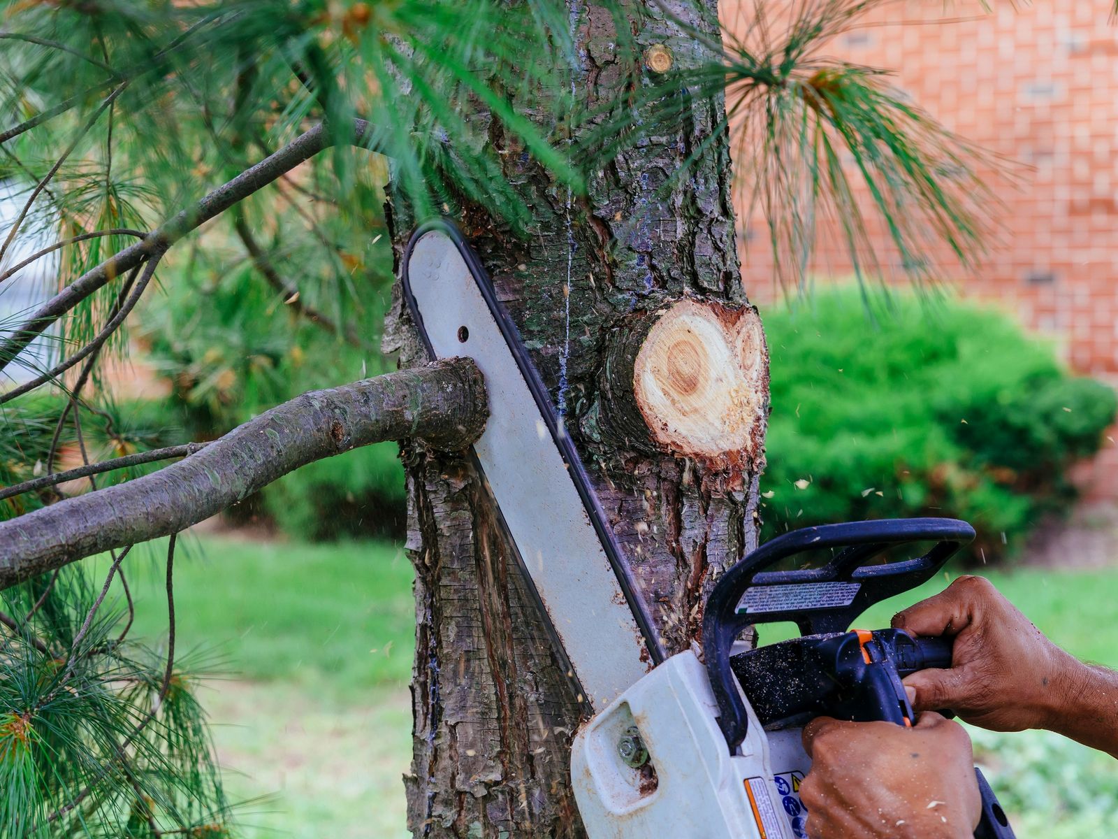 Tony's Tree Trimming