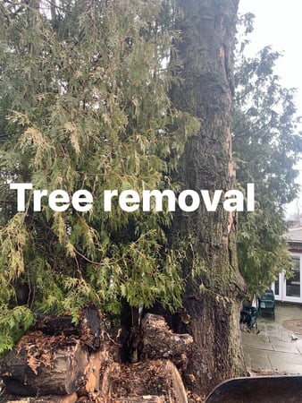 Images Guayos Landscaping & Tree Service