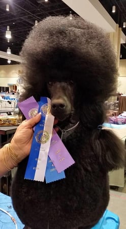 Images Palm Harbor Pet Grooming