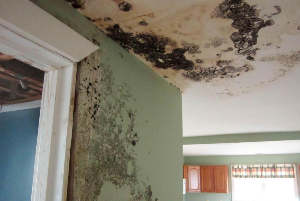 With decades of experience and state-of-the-art equipment, SERVPRO is the trusted choice for mold damage restoration. Give SERVPRO of Lewisburg/ Selinsgrove a call to schedule services!