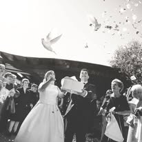 Images Suelta de Palomas