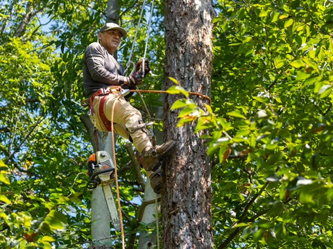 Tree pruning
tree trimming
tree removal