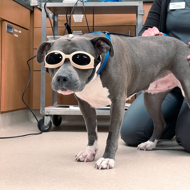 Images VCA Companion Animal Medical Center