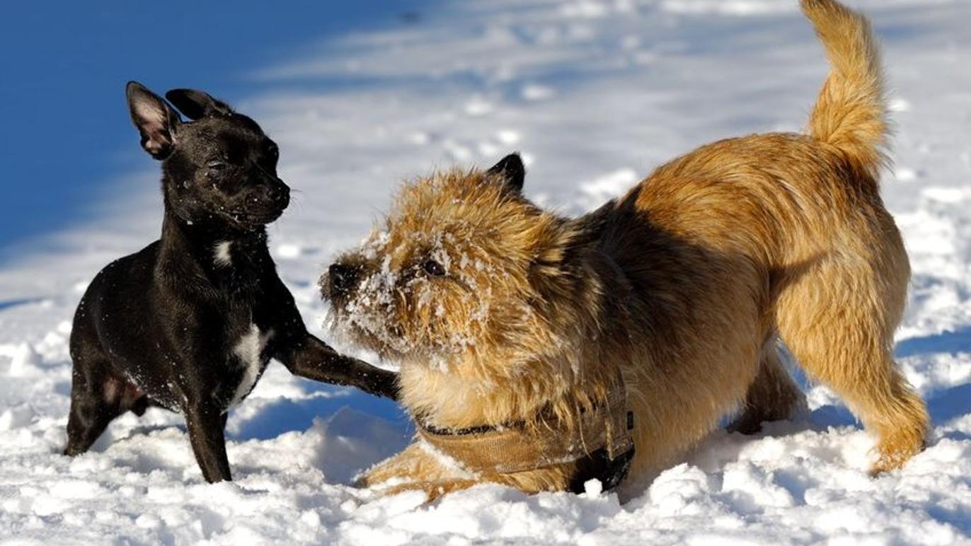 Images Dyreklinikken Viby Sjælland