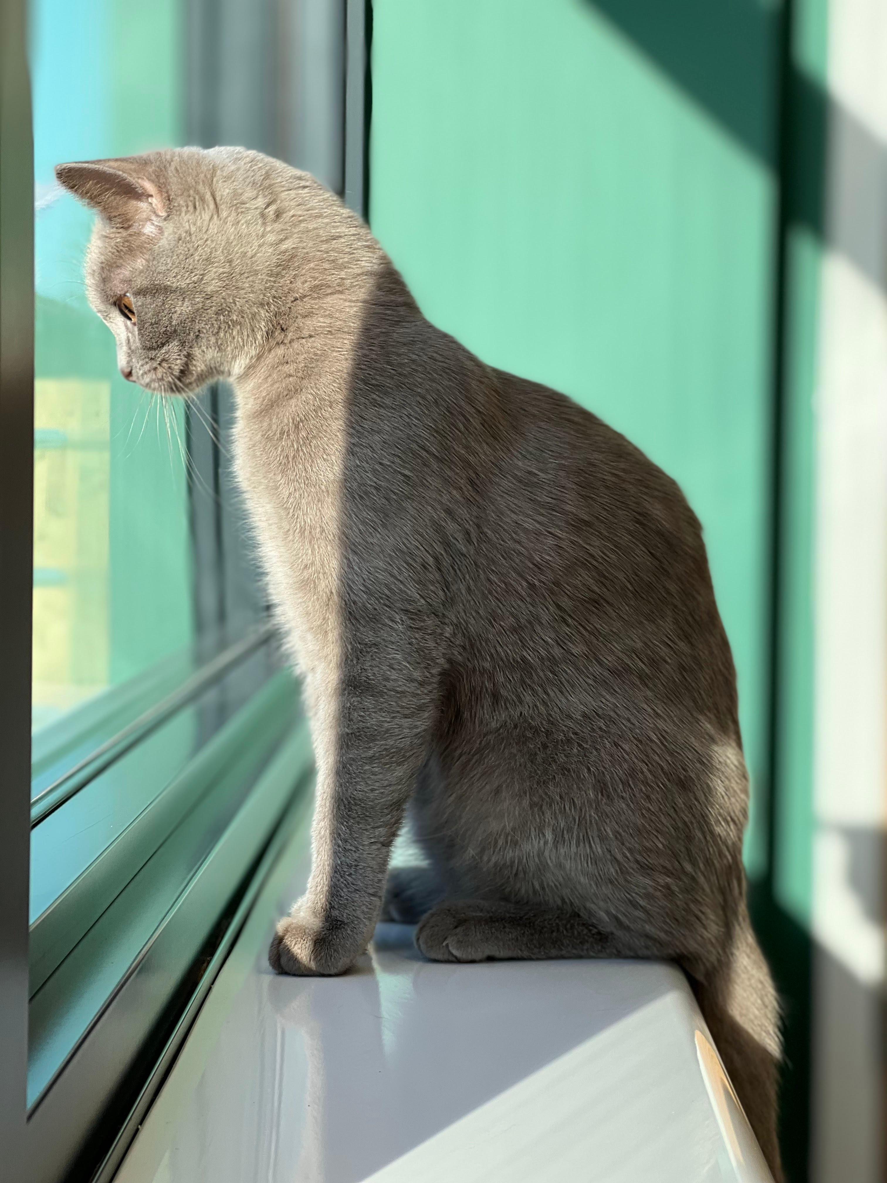 Images Pet People Vets - East Sheen