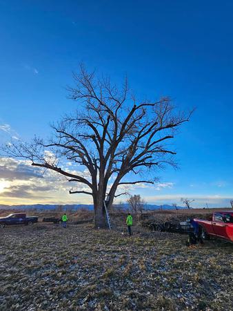 Images H & S Tree Care