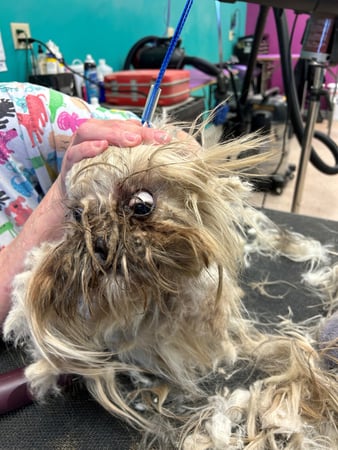 Images My Pet Groomer