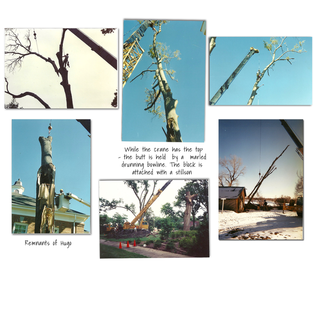 Heartwood West Tree Service Image