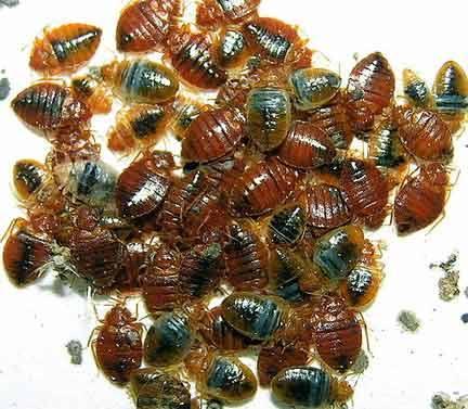 closeup of bed bugs Superior Pest Management Lafayette (765)418-5000