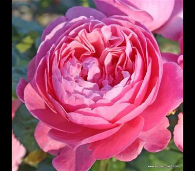 Rose 'Flora Colonia'_Zanker Gartenbau
