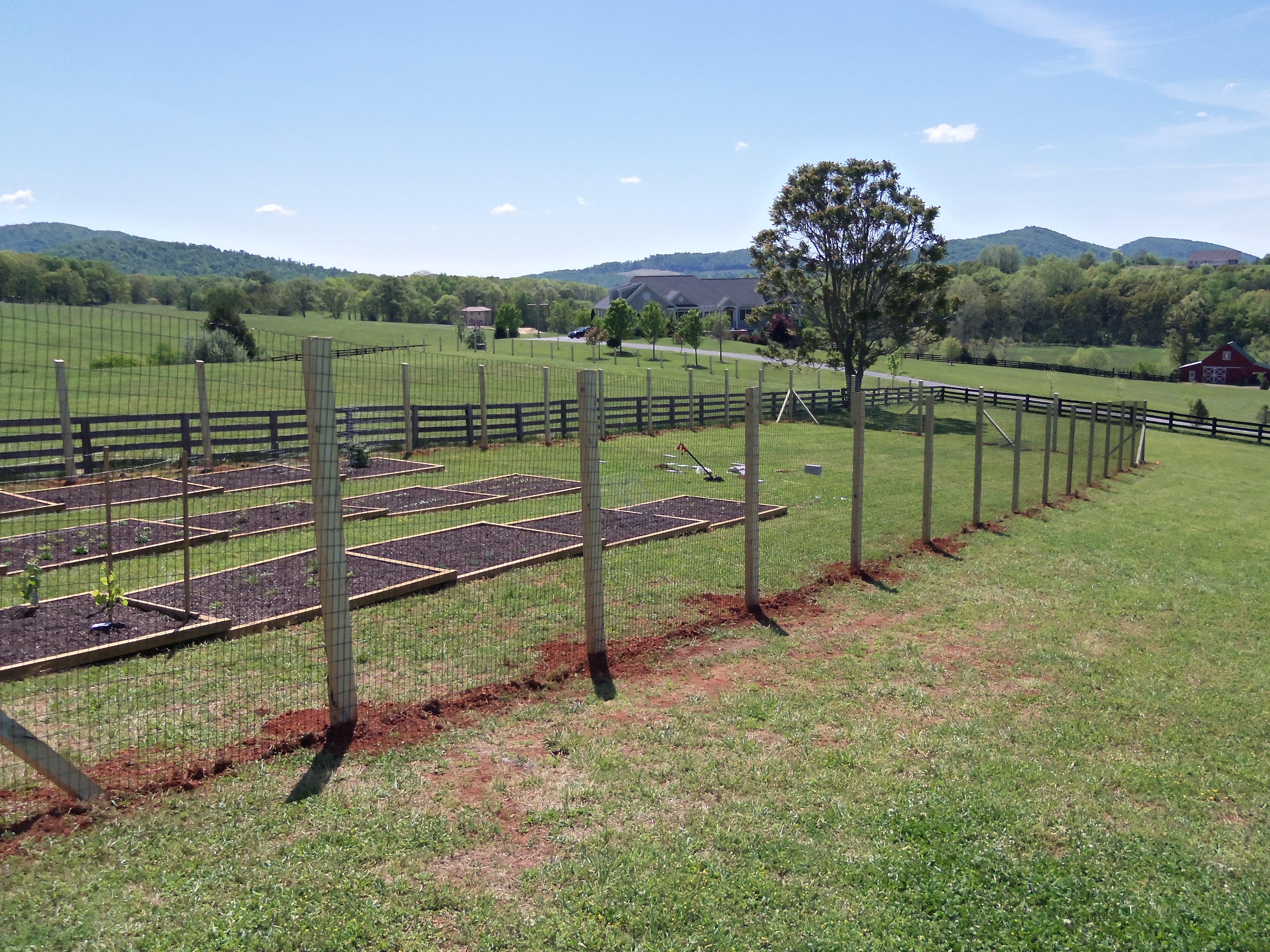 8' high deer fence on wood posts  - 2"x4" black welded wire on pressure treated pine wood posts