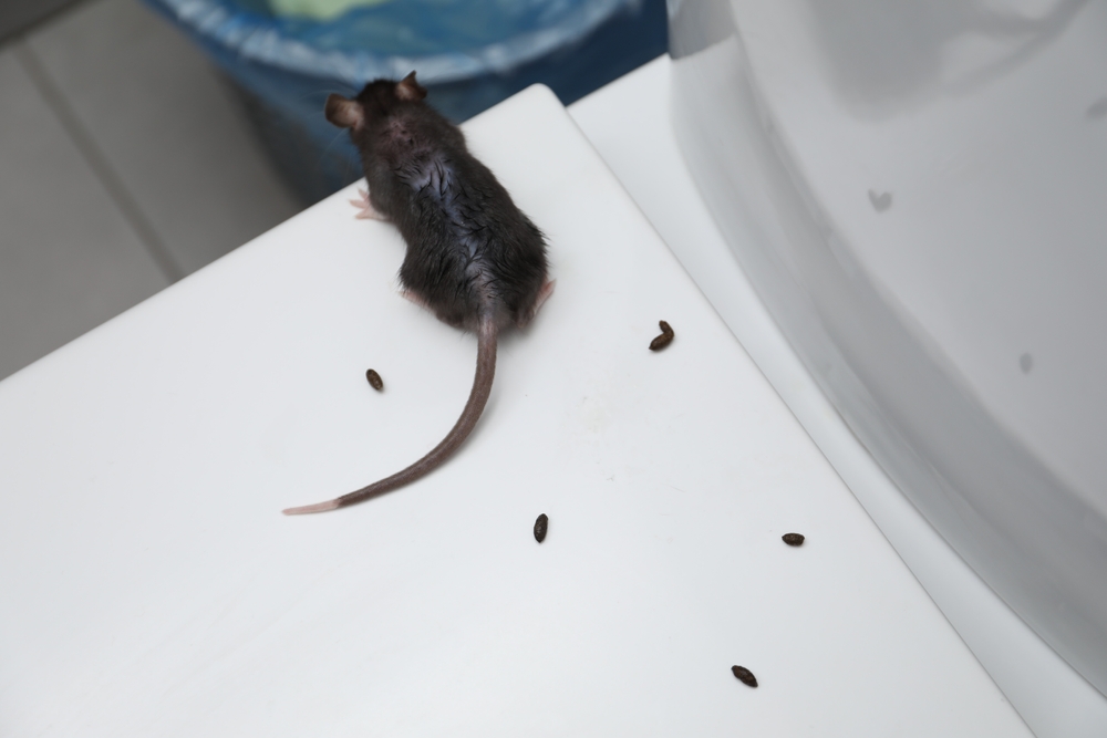 As the season changes and weather cools, mice and rats become more active. At this time of year, rodents are looking for places to stay warm during the winter and your home is very attractive to them. Sure Thing Pest Control provides trusted rodent control services in areas like Kenwood, Ohio. Call today before mice and rats make a home in your home.