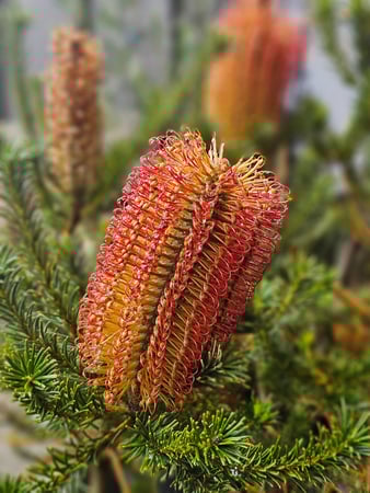 Images Northwest Landscape Supply