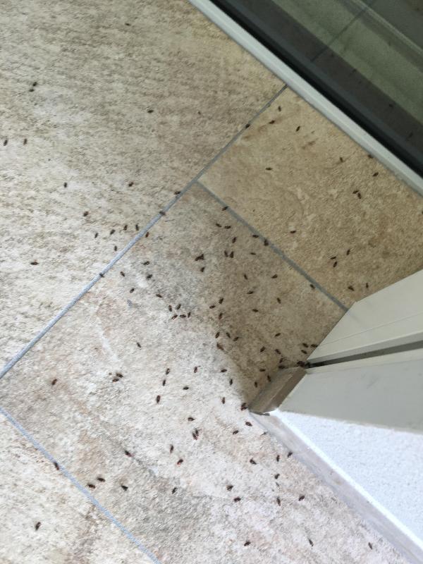 Images Kattura Servizio di Disinfestazione e Derattizzazione