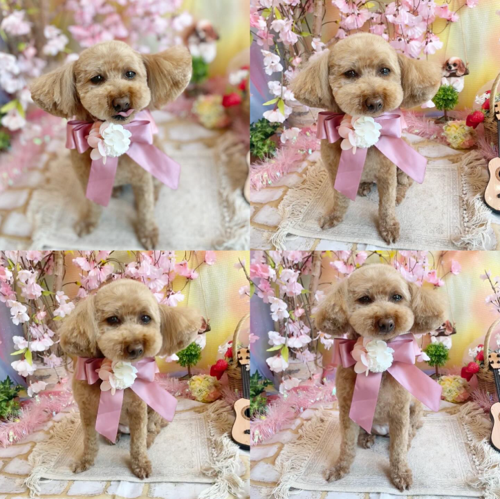 Images dog salon buku2
