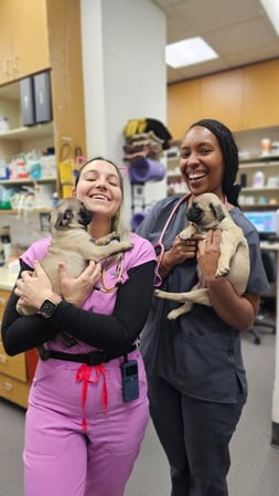 Images VCA San Martin Animal Hospital