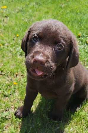 Images FireFly Kennels