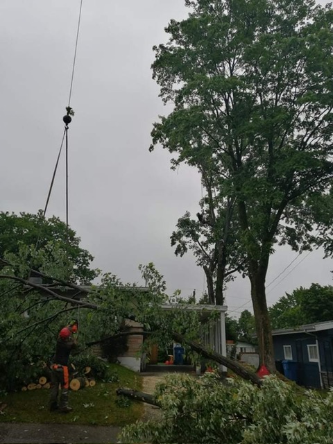 Images Arboriculture DB Inc.