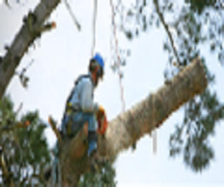 Images Ray Graham Always Straight Up Tree Service