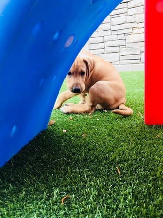 Images Idaho Dog Park