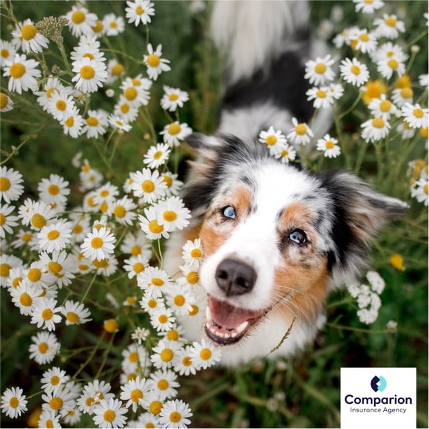 Images Iestyn Llyr Dulais at Comparion Insurance Agency