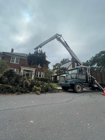 Images Magana Tree Service