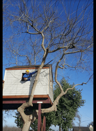 Images John Ayers Tree Surgeons