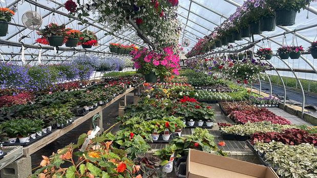 Images Paquette Full of Posies Nursery