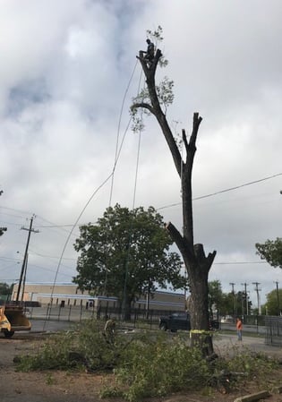 Images Out On A Limb Tree Care