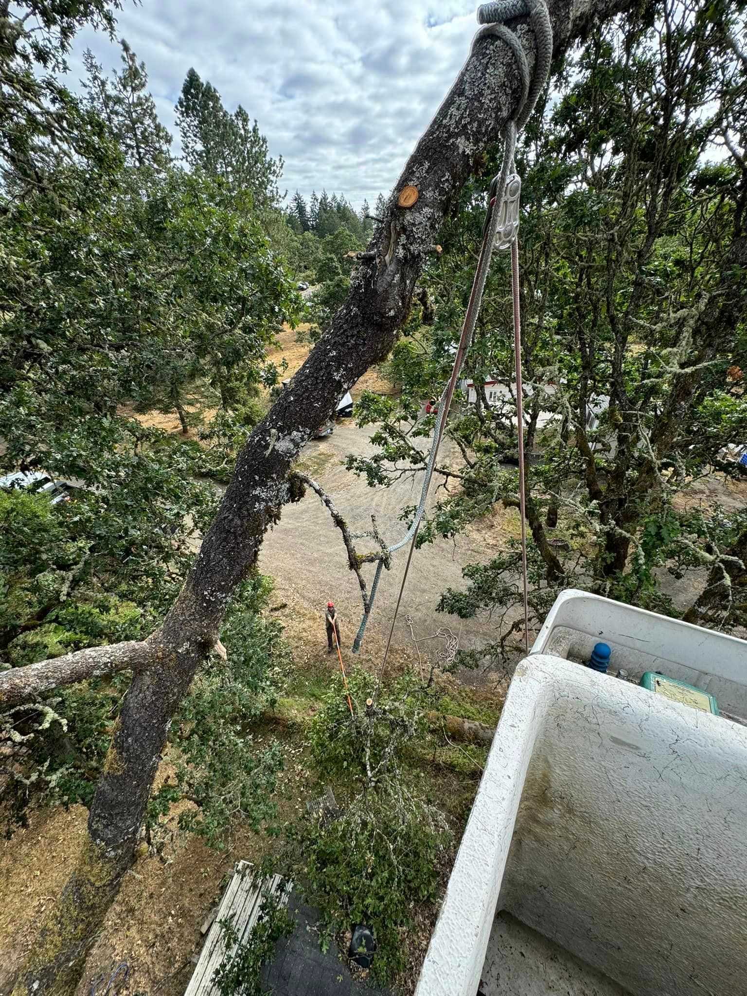 A view from a bucket truck looks down a large oak limb rigged with ropes and a pulley, while a worker in a red helmet on the ground guides the line.