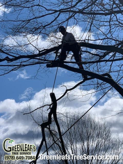 Greenleaf's Tree Service Photo