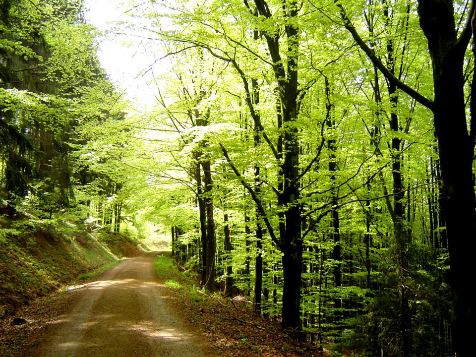 Sandermann Dr. med. Steffen Facharzt für Allgemeinmedizin Naturheilverfahren, Richard-Wagner-Straße 2 in Mannheim