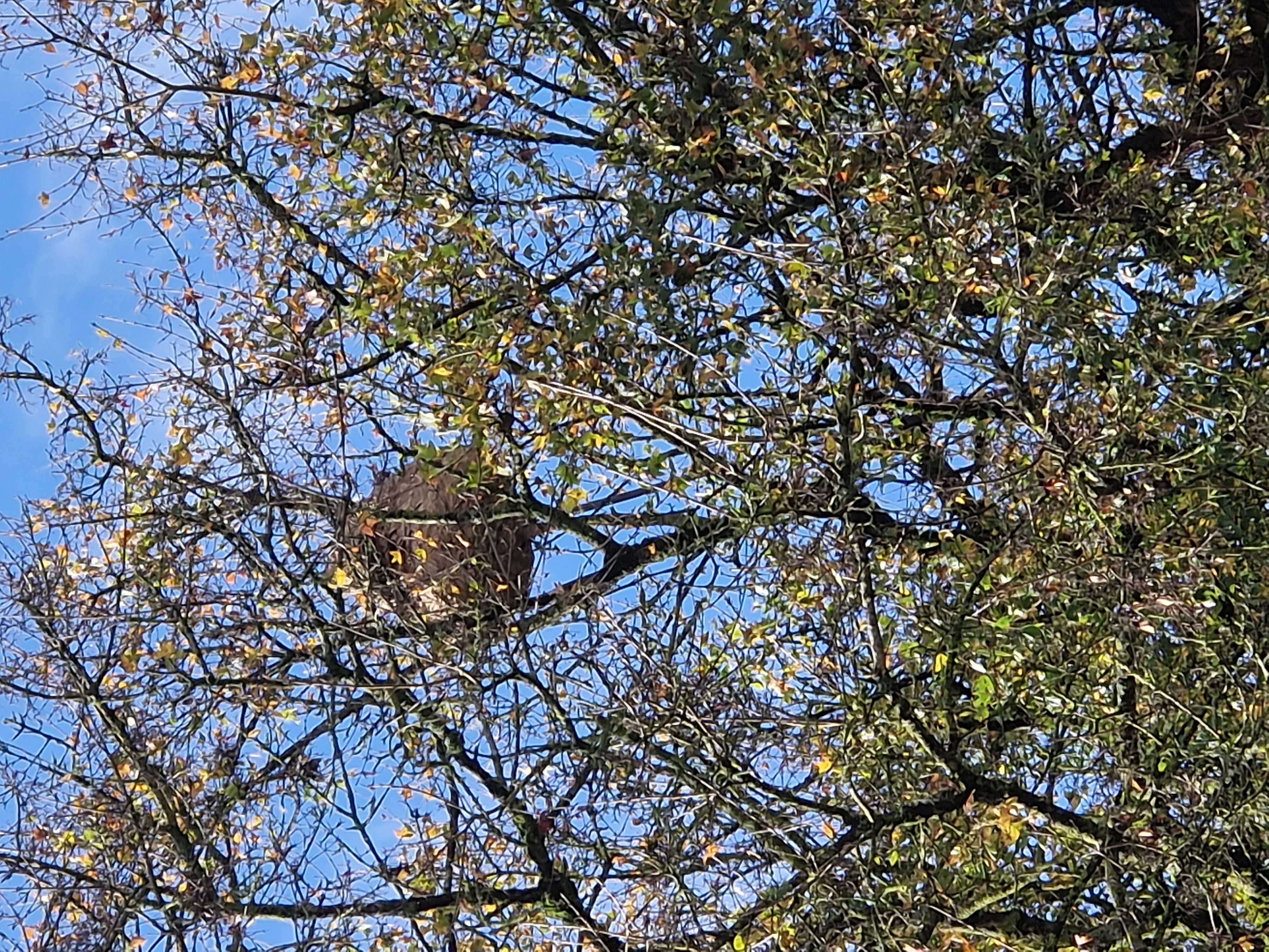 Nid de frelons asiatiques à Ferrières Nid de frelons asiatiques à Ferrières