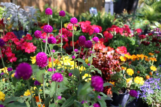 Images Terra Nova Nursery & Gardens