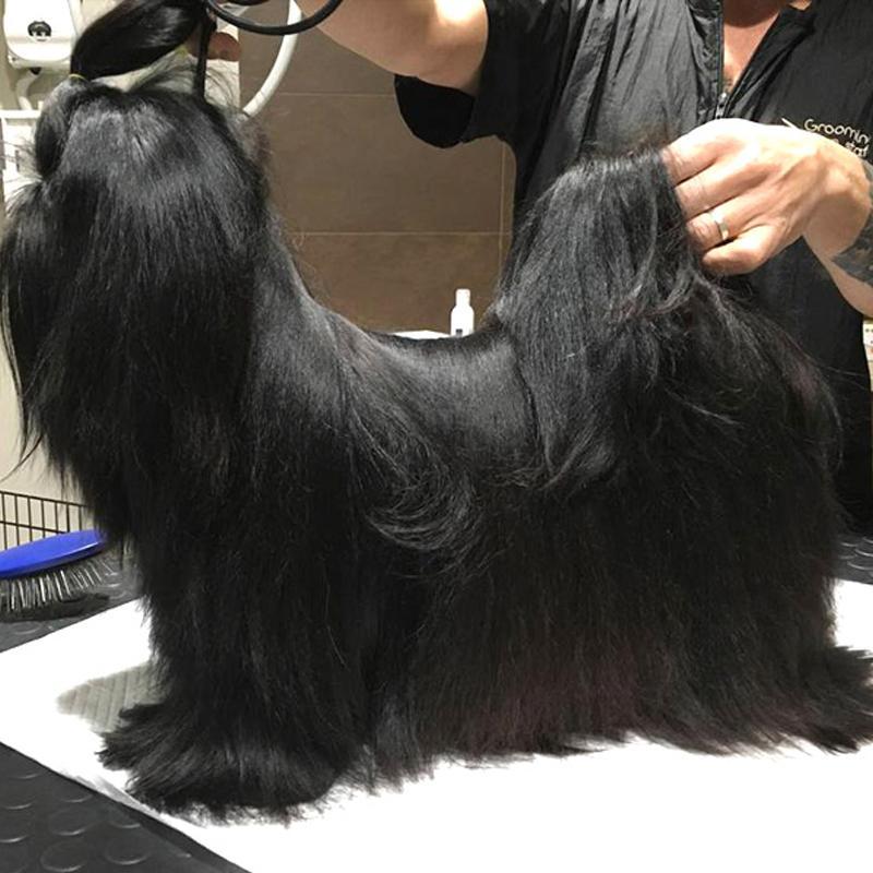 Images Toelettatura Salandra Francesco