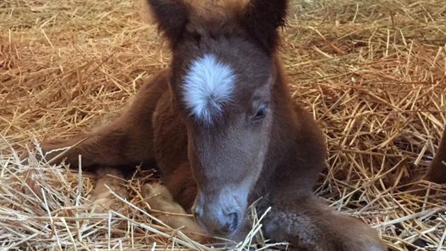 Images Pegasus Veterinär Klinik AB