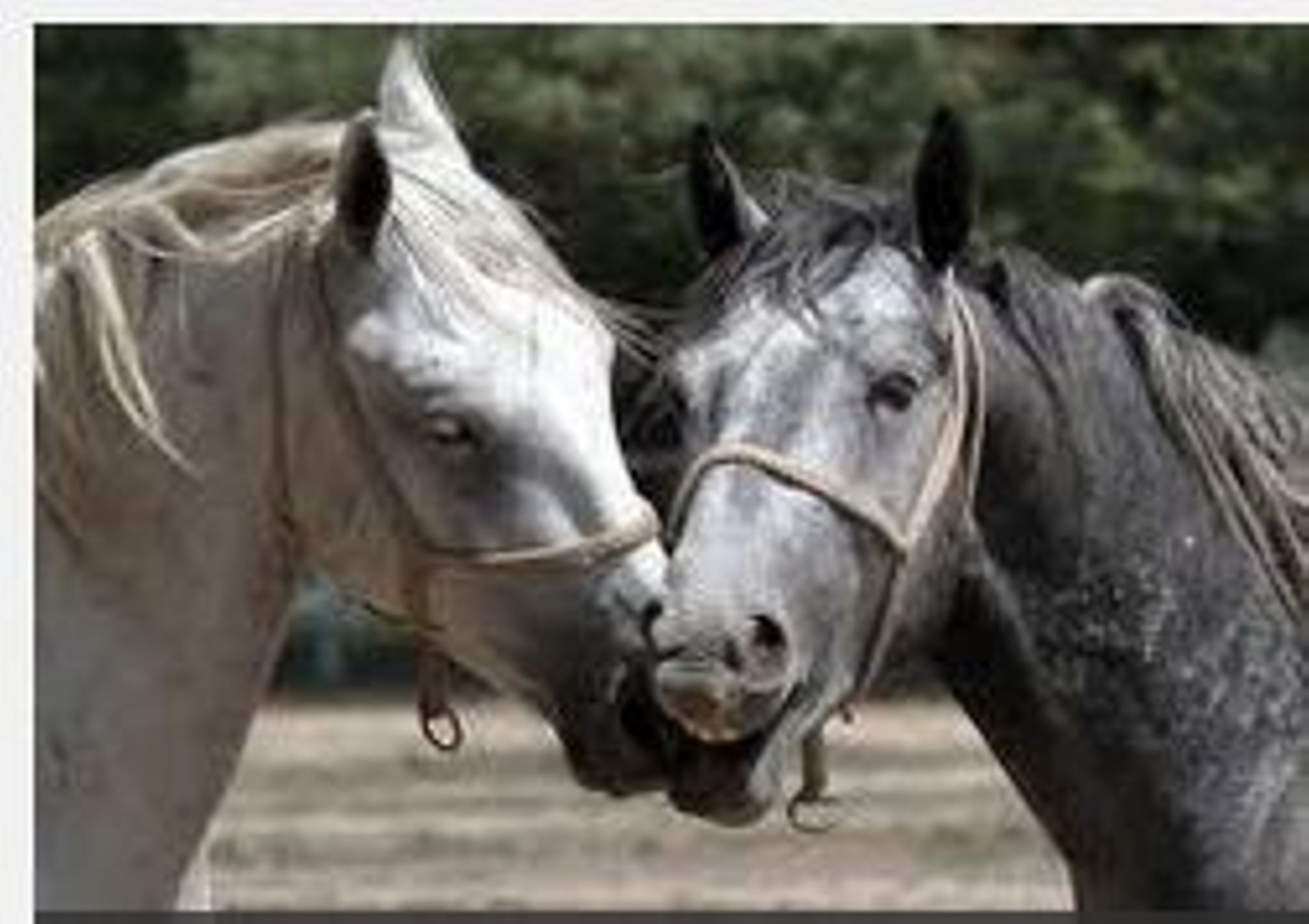 Images Hevoseläinlääkäri Eklund Tiina