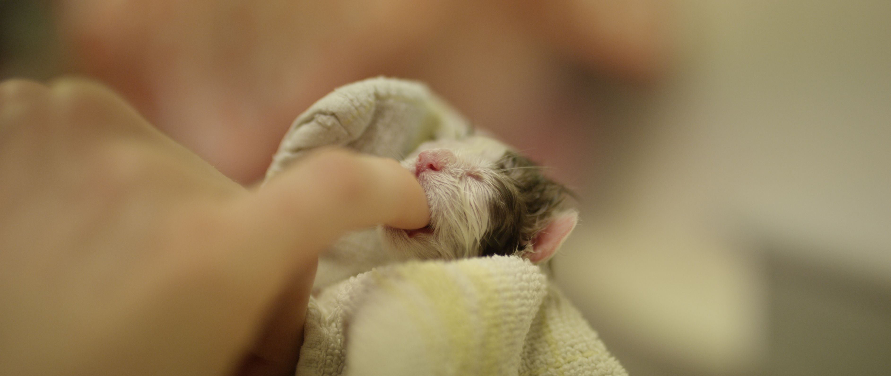 Bilder Vétérinaire des Plaines-du-Loup