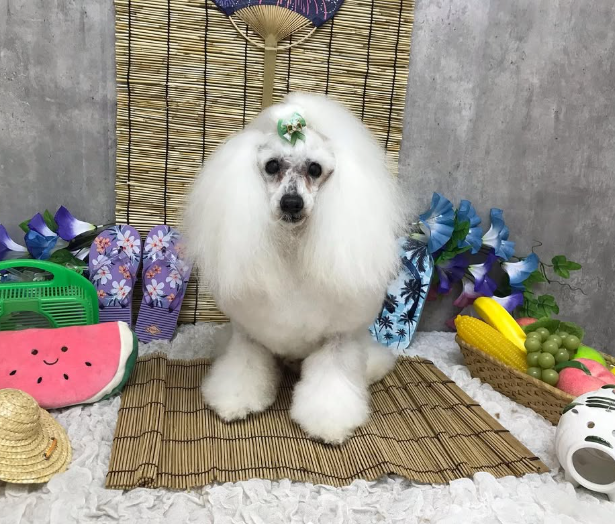 Images ペットショップ 犬の家